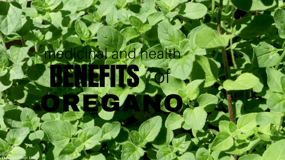 The Many Uses and Benefits of Oregano