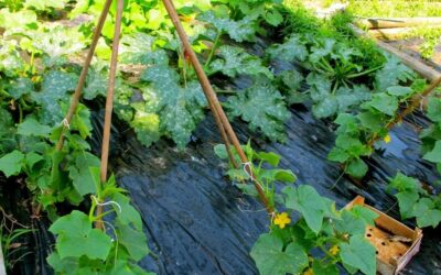 Vertical Gardening: How to Grow Up in Your Garden