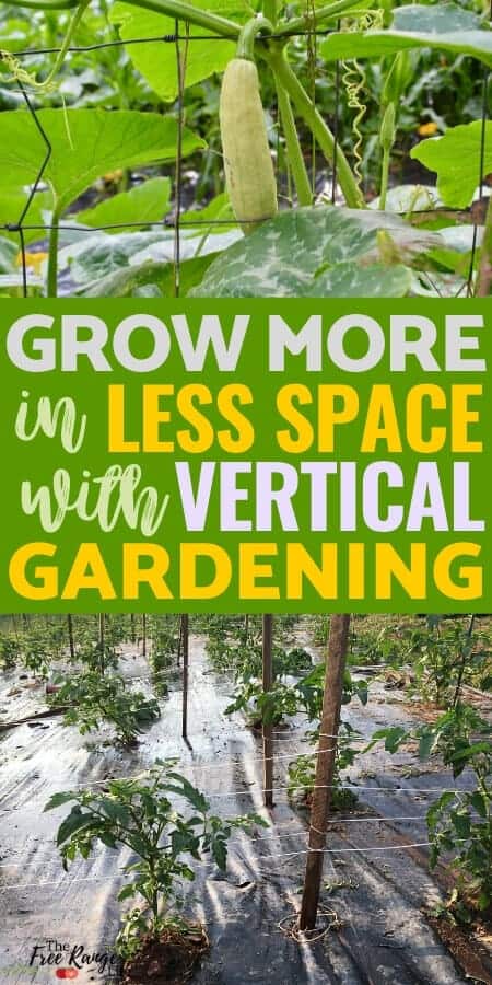 grow more in less space with vertical gardening with pictures of tomatoes on a trellis and a squash growing up a fence