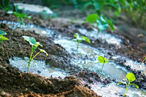 cucumber seedlings being watered in the garden