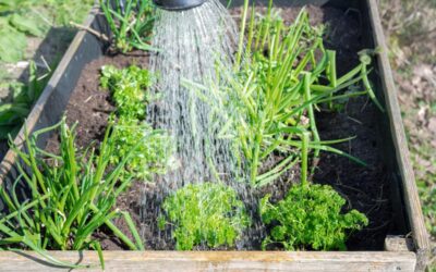 Don’t Make These 12 Watering Mistakes in Your Vegetable Garden!