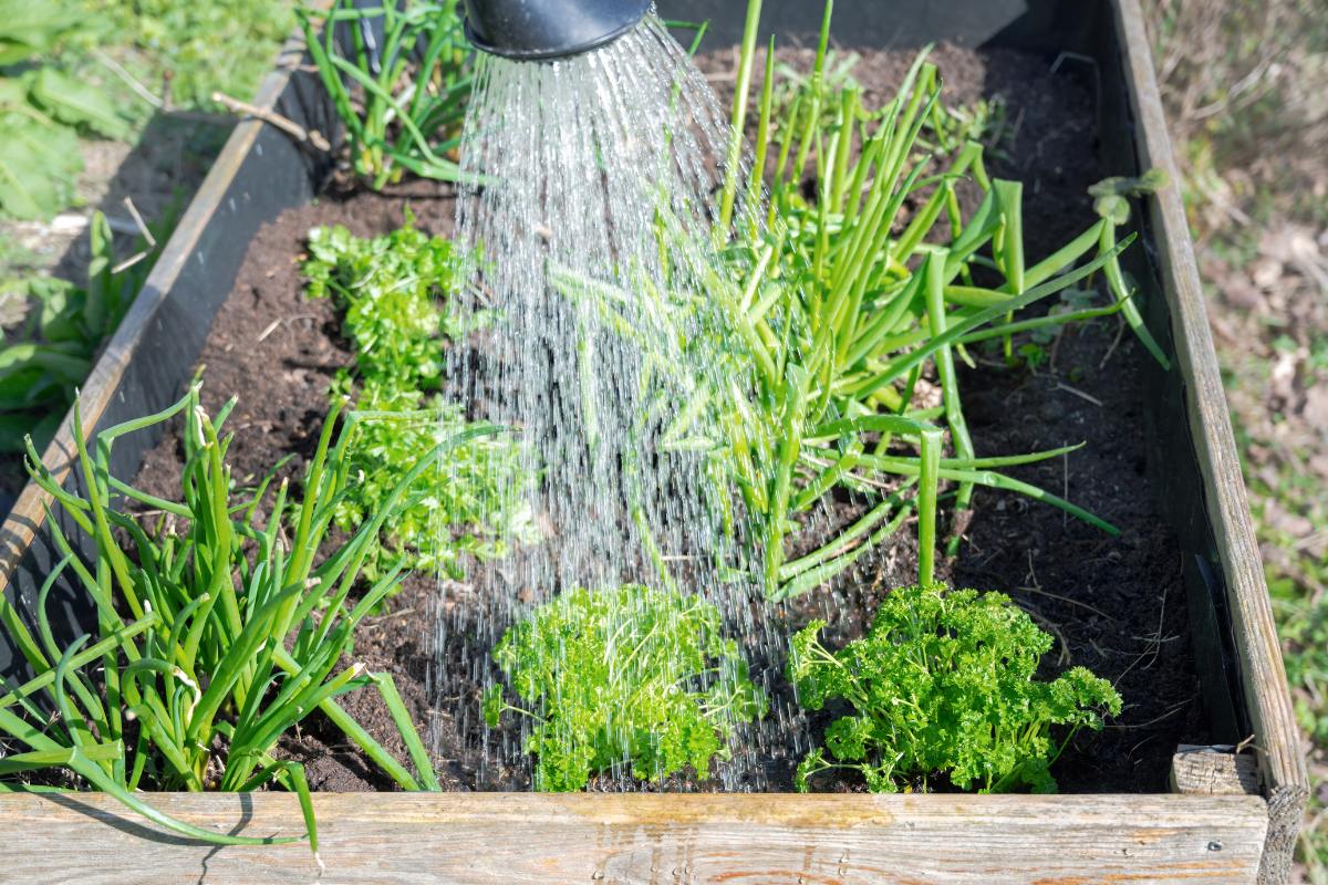 raised bed garden being watered by hose