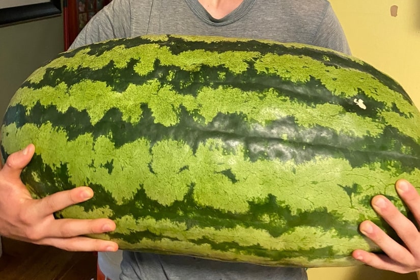 large watermelon just harvested