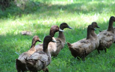 What Do Ducks Eat? Your Complete Guide to Feeding Ducks