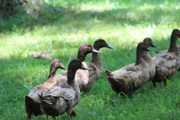 what do ducks eat? How to feed domestic ducks