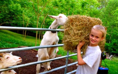 What Do Goats Eat: A Guide to Goat Nutrition