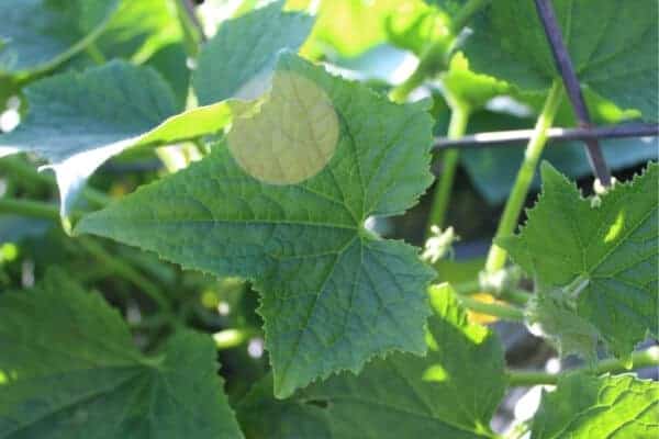 melon leaves identification