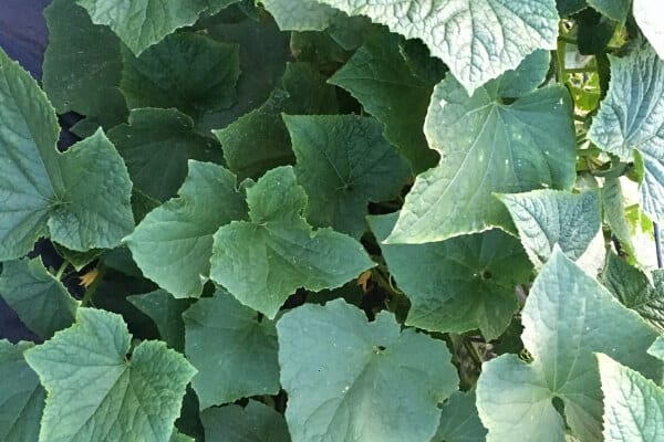 melon leaves identification