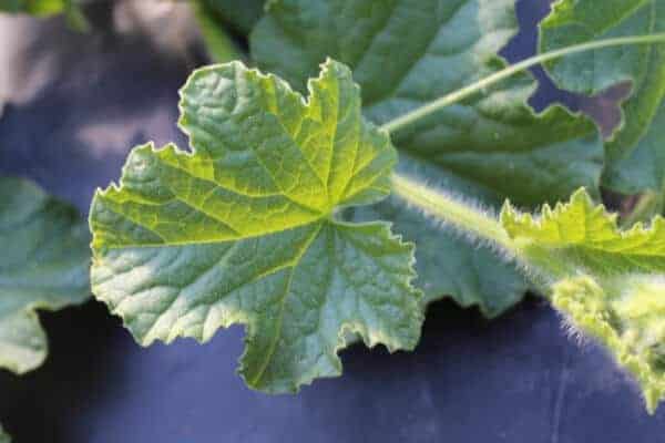 melon leaves identification