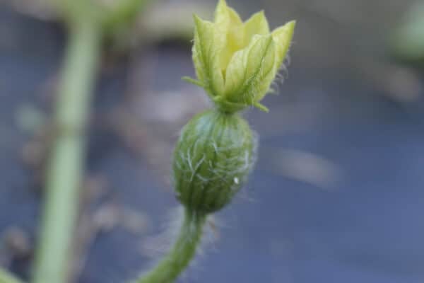 watermelon flower male female