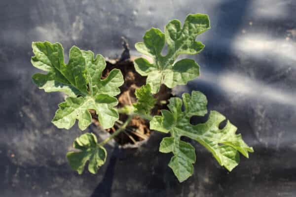 what watermelon plant looks like