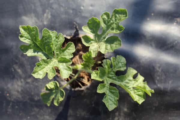 What Does a Watermelon Plant Look Like: Visual Guide