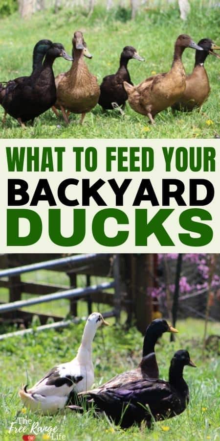 what to feed you backyard ducks