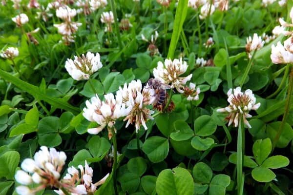 white clover leaves and flowers