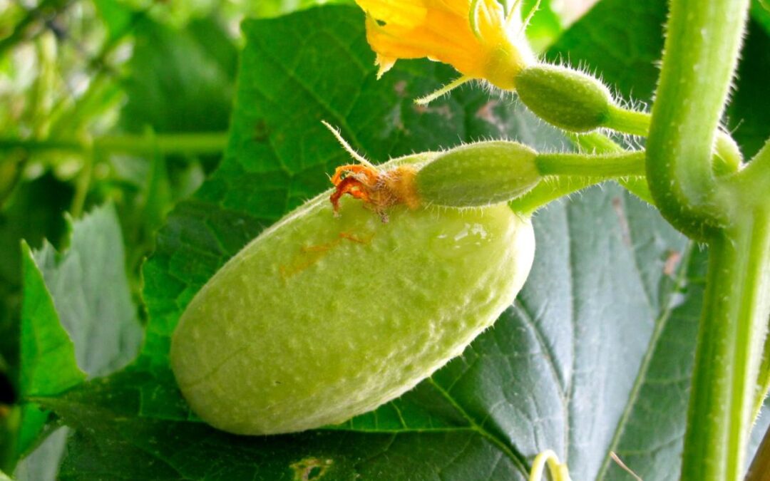 Is a Cucumber a Fruit or a Vegetable?