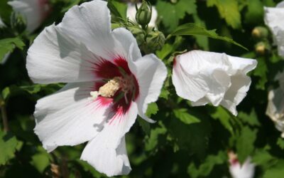 How to Grow Hibiscus