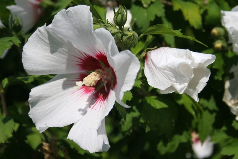 white hibiscus flower with dark red center