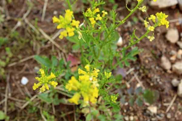 yellow flowers of a wild mustard plant