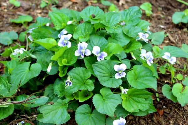 patch of edible violets