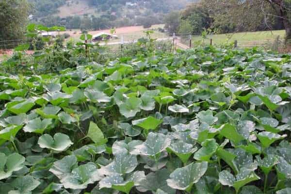 squash bed in garden