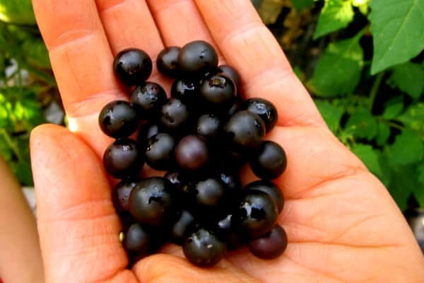 small purple wonderberries in a hand