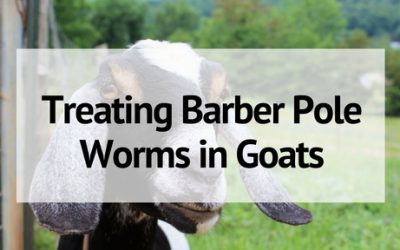 Diagnosing and Treating Barber Pole Worms in Goats