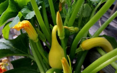 The Ultimate Guide for Growing Squash in Your Garden
