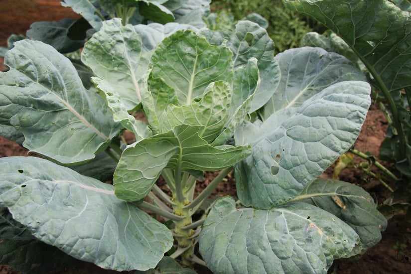 young brussels sprouts plant close up in garden