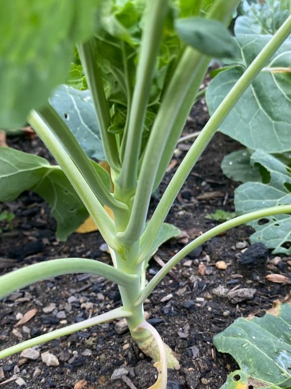 young brussels sprout plant in garden close up