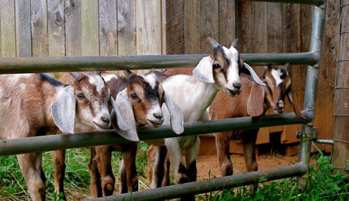 Bucks are an important part of your goat herd. Learn more about what happens to them as they go through rut during the breeding season.