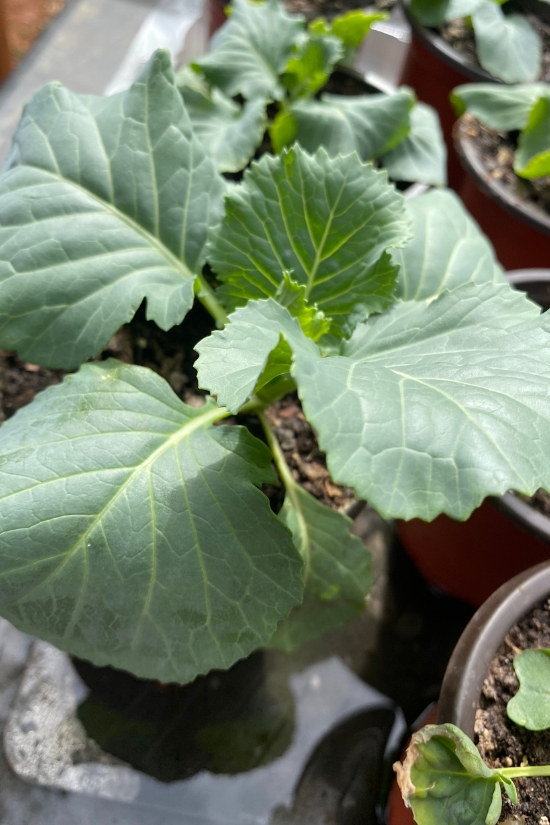 young cabbage seedlings in pots
