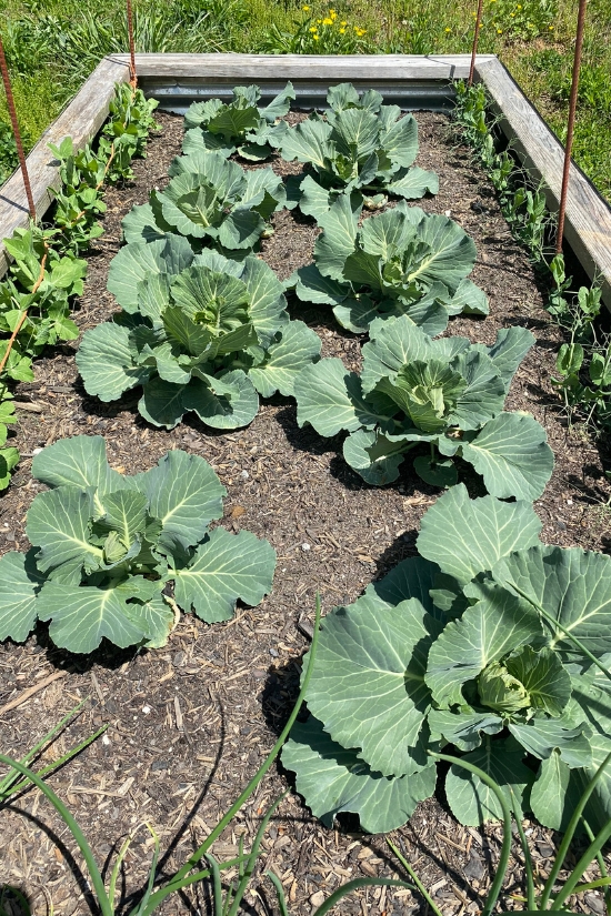 young cabbages planted in raised bed garden