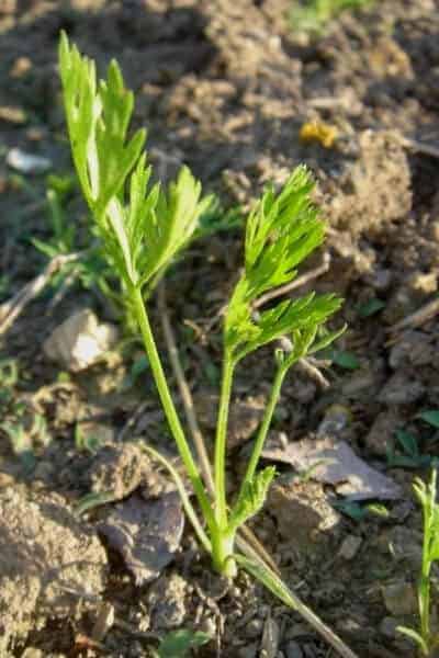 carrot seedlings image