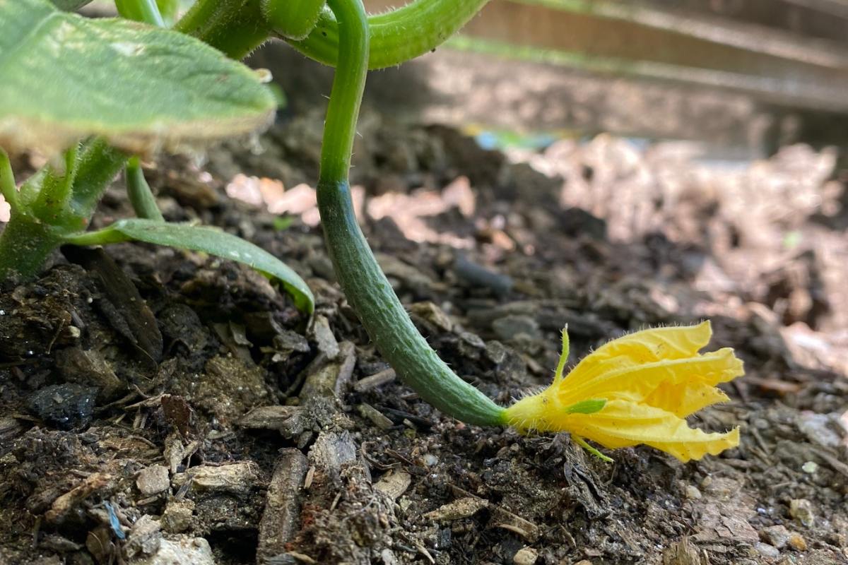 young cucumber growing on soil