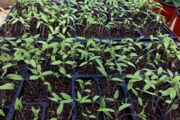 young seedlings on a table hardening off