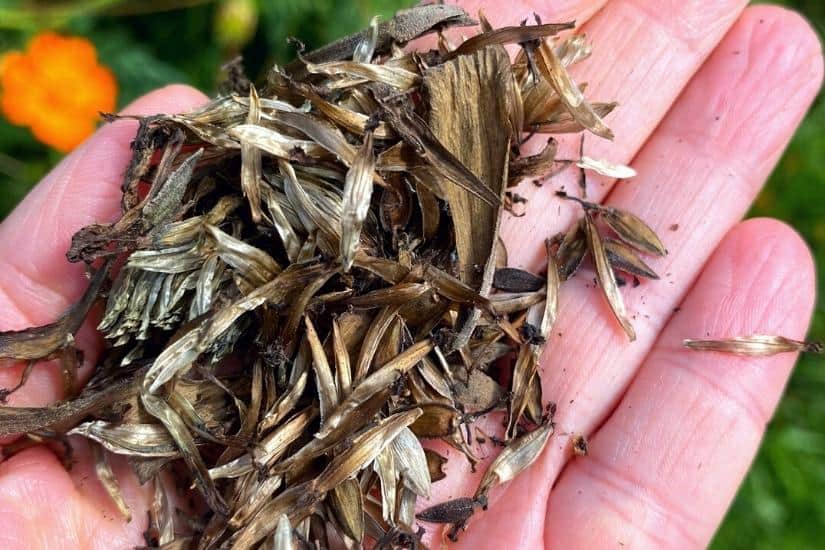 handful of dried zinnia seeds