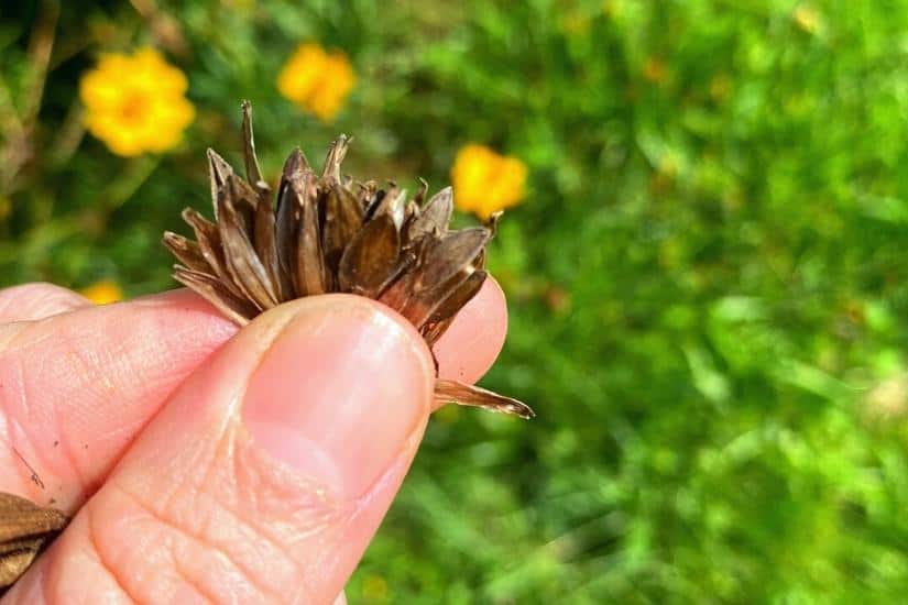 zinnia seeds collected from dried flower