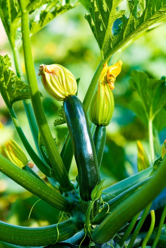 zucchini plant